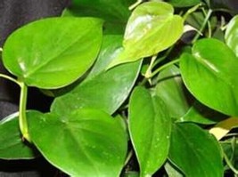 Heart Leaf Green Philodendron Starter Plant - £4.09 GBP