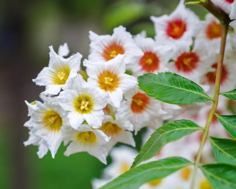 5 Seeds YELLOWHORN Xanthoceras Sorbifolium White Yellow Red Fragrant Flower  - £10.69 GBP