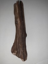 Driftwood from the Oregon Coast for Aquariums Terraniums Reptile Decor D... - £18.98 GBP