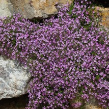 Pink Rock Soapwort Flower 1000 Seeds Saponaria Ocymoides Ground Cover Borders So - $9.89