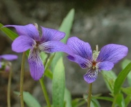 35 Viola Mandshurica Japanase Viola Seeds Perennial Flower - £14.12 GBP