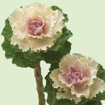 Flowering Kale Crane Ruffle Bicolor 25 Flower Seeds Fresh Seeds USA - $12.86