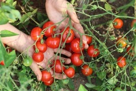 50 Seeds Stupice Tomato R API D Heirloom Seeds Effortless Garden Transformation - $8.35