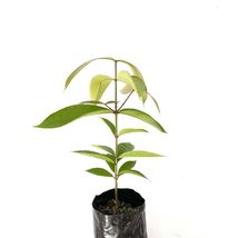 Live Fruit Tree White Wax Apple / Jambu (Syzygium Samarangense) 12”-24” - £64.47 GBP