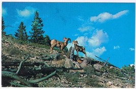 Postcard Big Horn Mountain Sheep Canadian Rocky Mountains - £2.25 GBP