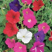 Dwarf Petunia Mix Seeds 2000+ Petunia Nana Compacta Flower   Annual From US - £5.58 GBP