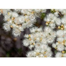 US Seller Verticordia Eriocephala Seeds White Lambswool Wild Cauliflower Cream W - £10.13 GBP