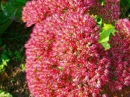 SHIPPED FROM US 20 Emperor&#39;s Wave Sedum Red Upright Telephium Flower See... - $19.50