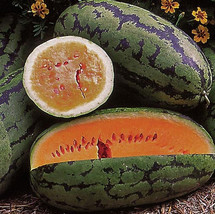 50+ Orangeglo Watermelon Seeds - Large - Sweet - 20 To 30 Pounds - Non Gmo - $4.69