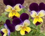 LWK 200 Johnny Jump Ups Pansy Seeds Organic Seeds Fast Shipping - $12.54
