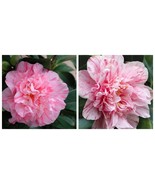 KICK OFF Camellia Japonica Live Starter Plant - $47.99