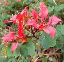 BPASTORE 10 Seeds Store Red Orchid Tree Bauhinia Galpinii Exotic Flower ... - $14.96