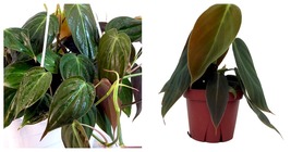 Live Plant - Gigas - Philodendron - 4&quot; Pot - Gardening - £33.72 GBP