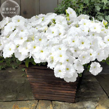 Petunia Success White Trailing Petunia Seeds 200 Vigorous And Heavy Flowering Ga - $9.97