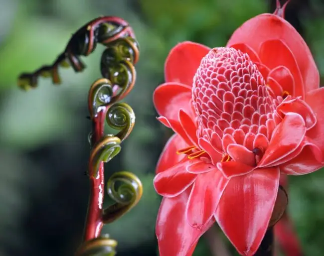 Red Torch Ginger Seeds 10 Seeds Hard To Find Usa Fresh Garden - £21.56 GBP
