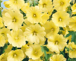 Hollyhock Seeds Russian Yellow Alcea Rugosa Single Flower 60 Seeds Usa/Ts - $5.99