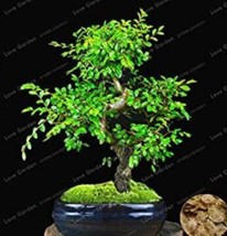 Chinese Elm Bonsai Tree Bonsai New Fresh Woody Perennial Outdoor Garden Bonsai M - £4.71 GBP