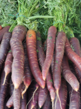 100 Pc Seeds Purple Haze Carrot Vegetable Plant, Carrot Seeds for Planting | RK - £15.19 GBP