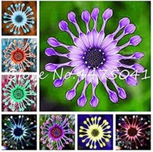 100 pcs Colorful Osteospermum Seeds - Mixed Purple Yellow Red Green Orange ect 8 - £8.34 GBP