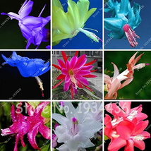 US Seller 100Pcs Cactus Flowers Indoor Potted Plants Purifying Air Flower Zygoca - £9.55 GBP