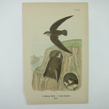 Bird Lithograph Print Chimney Swift Bank Swallow John James Audubon Antique 1890 - £16.03 GBP