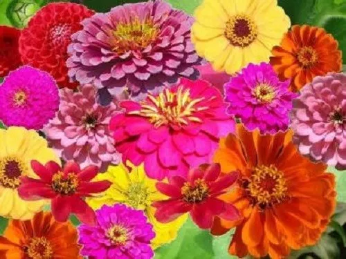 250 Zin Master Zinnia Mix Elegans Mixed Colors Flower Seeds Fresh Seeds - £12.65 GBP