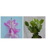 Madame Butterfly Christmas Cactus Rooted Starter Plant Schlumbergera Tru... - $32.79