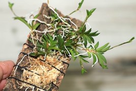 TOLUMNIA SYLVESTRIS / ONCIDIUM SYLVESTRE MINIATURE ORCHID MOUNTED - $33.00
