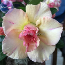 New Fresh Young Baby Double Desert Rose Adenium 2 Seeds Yellow Pink White Petals - £4.06 GBP