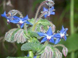 Borage Seeds Herb Variety 200 Seeds Fresh Garden - £8.23 GBP