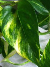 6&quot; Hanging Pot Pothos Golden Devil&#39;s Ivy Plant Epipremnum Easy to Grow Indoor - £63.14 GBP
