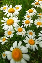 German chamomile ,Heirloom, Organic, NON-GMO, (100+) German chamomile Seeds - £3.49 GBP