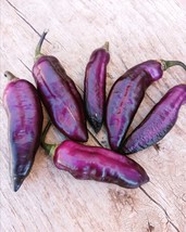 Pimenta de Neyde 10+ chilli seeds hot chilli, ornamental plant gardener ... - $2.50