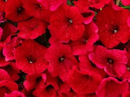 Sell Store 500 Fire Chief Red Petunia Nana Compacta Sun Annual Aas Winner Flower - £7.79 GBP