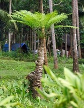 THJAR Phoenix pusilla | Ceylon Date Palm | The Flour Palm | 10 Seeds - $53.31 MXN