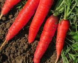 Atomic Red Carrot Seeds, Lycopene, NON-GMO, Variety Sizes, FREE SHIPPING - $1.57+
