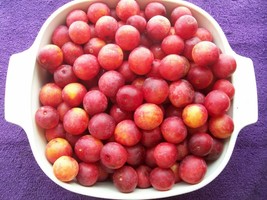 2 (two) American plums Prunus americana (wild plum) 2-3 year old plants - £96.87 GBP