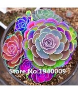 100 Seeds Rainbow Succulent Bonsai Seedling Office Mini Bonsai Plant Suc... - $10.49 CAD