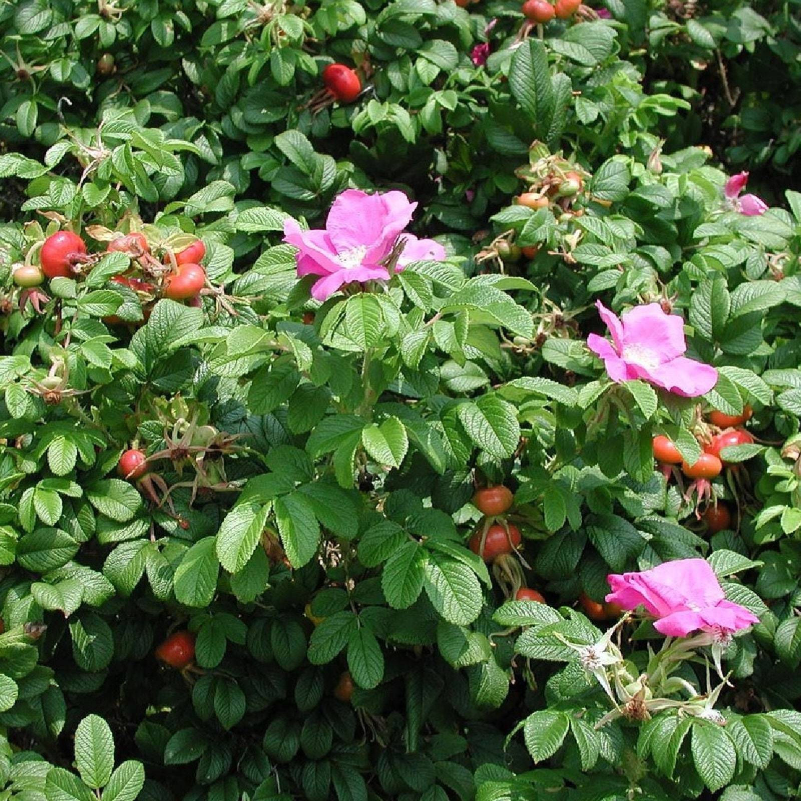 Seaside Pink Rose Fruiting Shrub Rosa Rugosa Large Hips Heat Tolerant Thornless