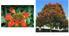 Live Plant Outdoor - African Tulip Tree - 12&quot; Tall Seedling - 6&quot; Pot - S... - £81.86 GBP