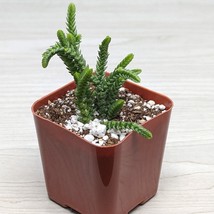 Succulent Live Plant - Crassula Muscosa Watch Chain - In 2&quot; Pot - $6.89