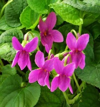 OKB 30 Viola Odorata Rubra Flower Seeds - Sweetly Scented Rose Colored V... - $14.70