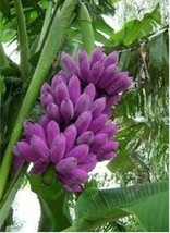100 seeds Dwarf Banana Seeds Purple Skin - $8.99
