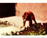 Vtg Postcard San Diego California CA Zoo Kodiak Bear Kodachrome Colorcar... - $3.91