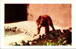 Vtg Postcard San Diego California CA Zoo Kodiak Bear Kodachrome Colorcard UNP - £3.05 GBP