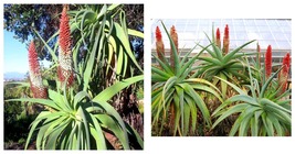 Aloe speciosa Succulents Garden Plants Seeds 20 Seeds - £23.88 GBP