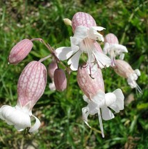 Maidentears - Bladder Campion - Silene vulgaris - 25 seeds (E 194) - £1.17 GBP