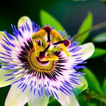 Fresh Seeds USA Passion Flower Passiflora Passion Vine Maypop Granadilla Treasur - £18.65 GBP