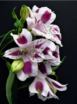 20 Seeds Peruvian Lily Heirloom Beautiful Flower Plant - £6.48 GBP