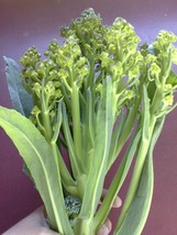 Chinese Broccoli Yod Fah, 300 Seeds R - £12.86 GBP